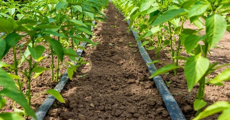 Subsidy on Drip Irrigation System
