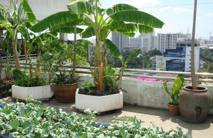 Rooftop Top Garden Organic Manure