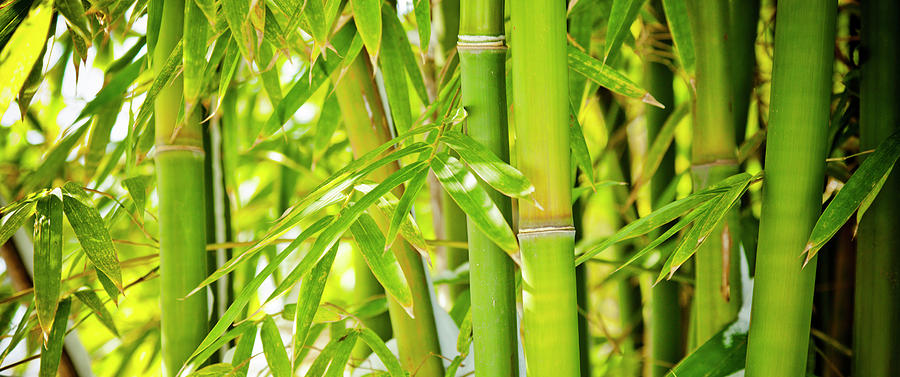 Bamboo Farming in India get Subsidy